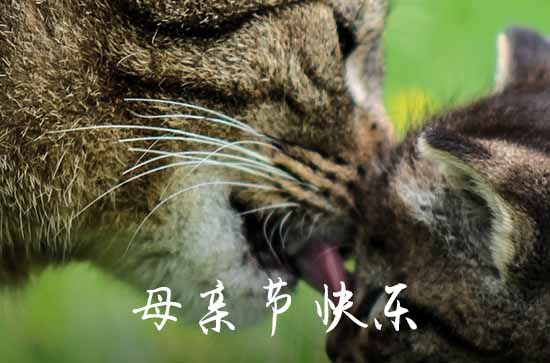 2023母亲节QQ祝福语29句