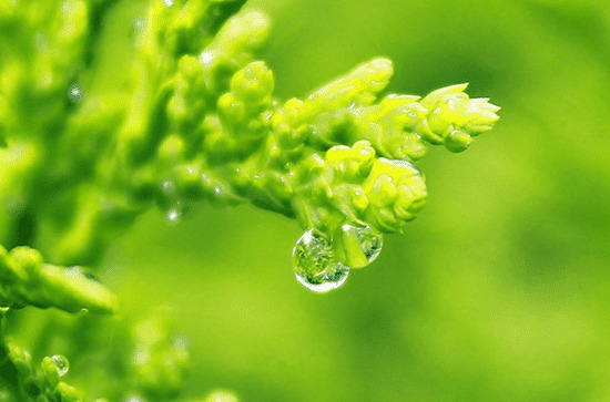 谷雨节气是24节气中的第几个节气 谷雨是24节气的第六个