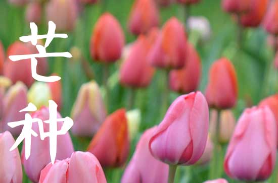 2025年芒种是农历几月几号