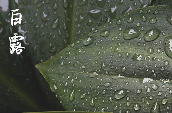 2024年白露三吃两不吃 白露节气下雨有什么说法