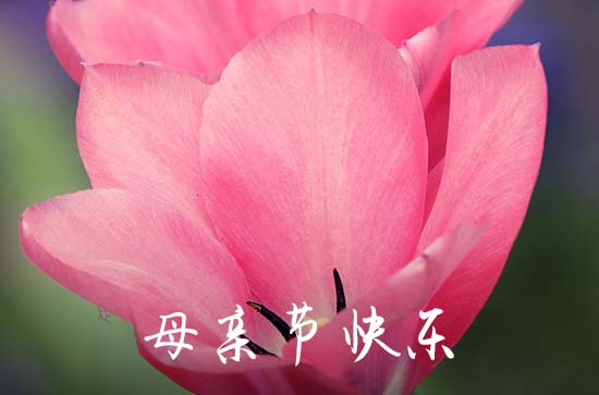 2024母亲节深情祝福语文案    母亲节献给妈妈的暖心祝福语