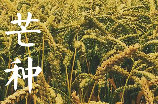 2025年几月几日是芒种节气 芒种节气习俗