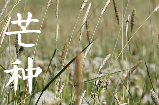 2025年芒种节气是什么时候 芒种的含义