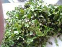 荠菜炒肉的做法 荠菜怎么做好吃？
