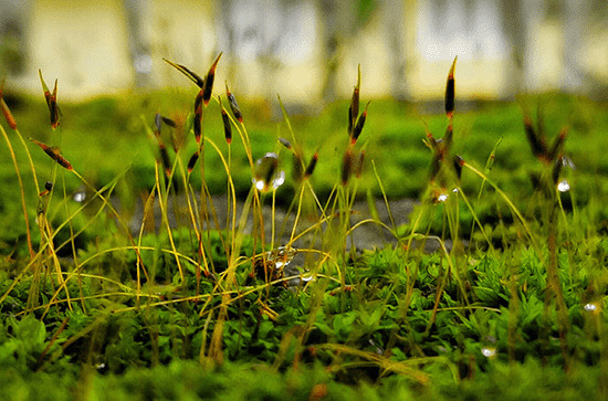 南方梅雨季节是什么时候  南方梅雨季节的气候特点