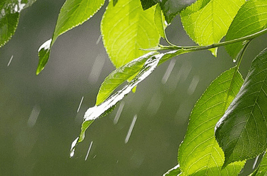 梅雨季节怎么除湿防潮 梅雨季节的特点