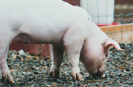 2019年出生的猪女在2025年每月的运势
