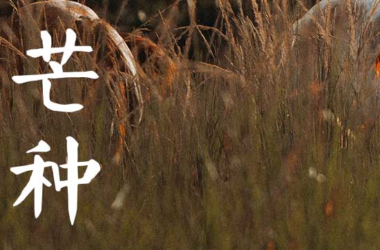 2025年芒种是农历几月几日