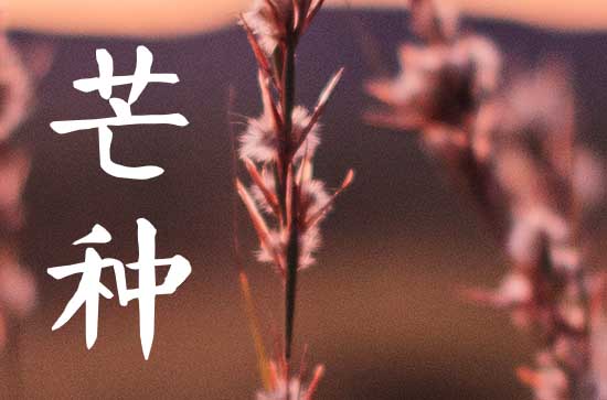 2025年芒种是几月几号农历