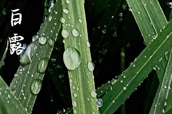 白露是什么季节 2024年白露下雨预示着什么
